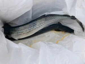 民宿とねの2025年11月11日(火)5枚目の写真