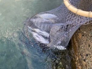 民宿とねの2025年11月2日(日)4枚目の写真