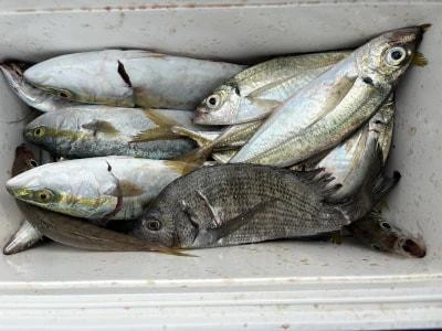 金丸渡船の2025年11月14日(金)1枚目の写真