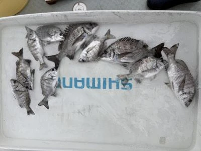 金丸渡船の2025年11月14日(金)2枚目の写真