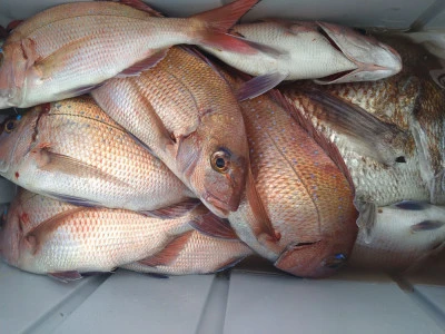 ちどり丸の2025年11月12日(水)2枚目の写真