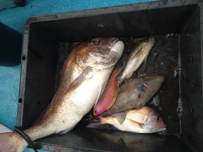 ちどり丸の2025年11月12日(水)3枚目の写真