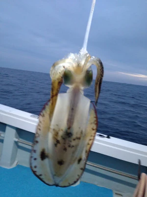 ちどり丸の2025年11月13日(木)1枚目の写真