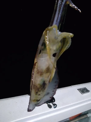 ちどり丸の2025年11月13日(木)2枚目の写真