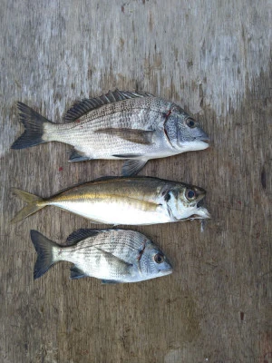 ちどり丸の2025年11月14日(金)1枚目の写真