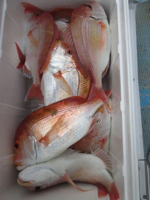 松福丸の2025年11月8日(土)4枚目の写真