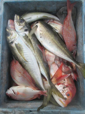 松福丸の2025年11月4日(火)1枚目の写真