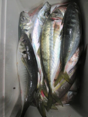 松福丸の2025年11月4日(火)2枚目の写真