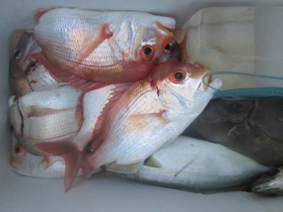 松福丸の2025年11月4日(火)5枚目の写真