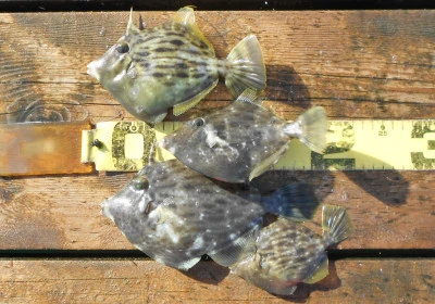 岩崎レンタルボート(岩崎つり具店)の2025年11月15日(土)2枚目の写真