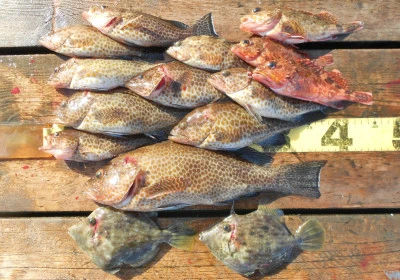 岩崎レンタルボート(岩崎つり具店)の2025年11月15日(土)3枚目の写真