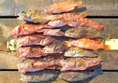 岩崎レンタルボート(岩崎つり具店)の2025年11月15日(土)4枚目の写真