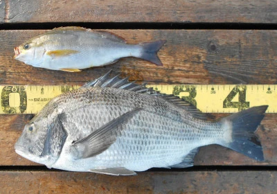 岩崎レンタルボート(岩崎つり具店)の2025年11月15日(土)5枚目の写真