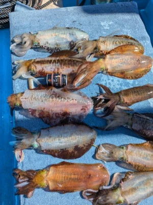 日正丸の2025年11月15日(土)2枚目の写真