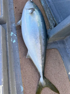 あみや渡船の2025年11月15日(土)5枚目の写真