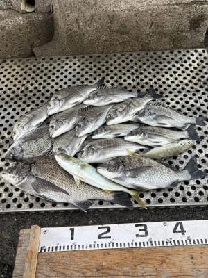 金丸渡船の2025年11月15日(土)1枚目の写真