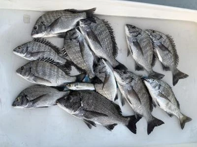 金丸渡船の2025年11月16日(日)1枚目の写真