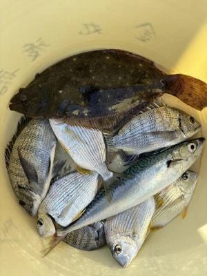 金丸渡船の2025年11月16日(日)3枚目の写真