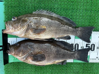 愛晃丸フィッシングの2025年11月16日(日)1枚目の写真