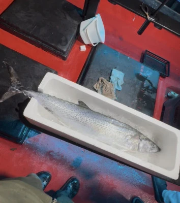 佑美丸の2025年11月16日(日)4枚目の写真