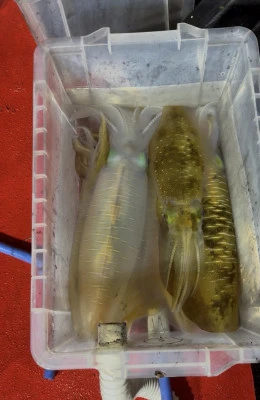 佑美丸の2025年11月16日(日)5枚目の写真