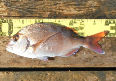 岩崎レンタルボート(岩崎つり具店)の2025年11月16日(日)1枚目の写真