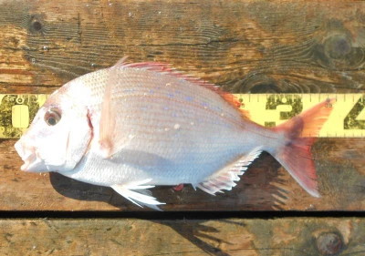 岩崎レンタルボート(岩崎つり具店)の2025年11月16日(日)2枚目の写真