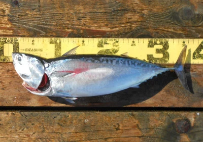 岩崎レンタルボート(岩崎つり具店)の2025年11月16日(日)3枚目の写真