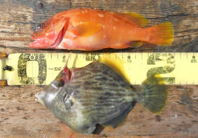 岩崎レンタルボート(岩崎つり具店)の2025年11月16日(日)4枚目の写真