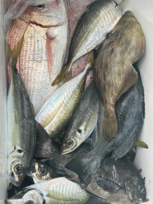 てる丸の2025年11月13日(木)2枚目の写真