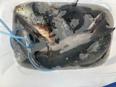 てる丸の2025年11月13日(木)4枚目の写真