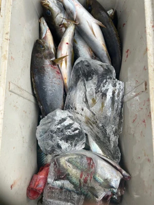 てる丸の2025年11月13日(木)5枚目の写真