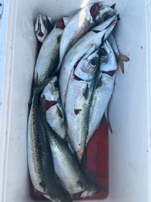 てる丸の2025年11月15日(土)2枚目の写真