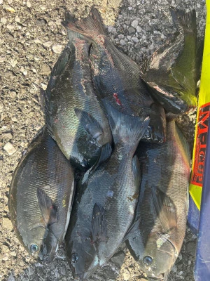 てる丸の2025年11月15日(土)3枚目の写真