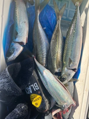 てる丸の2025年11月15日(土)4枚目の写真