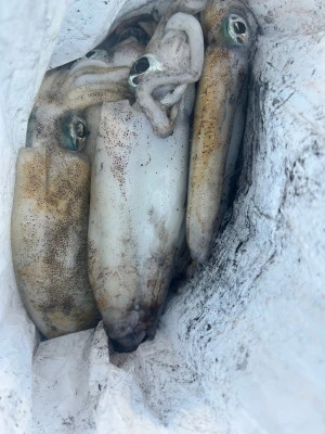 てる丸の2025年11月15日(土)5枚目の写真