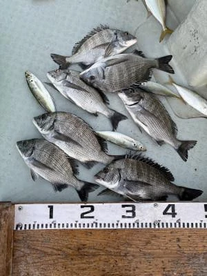 金丸渡船の2025年11月20日(木)2枚目の写真