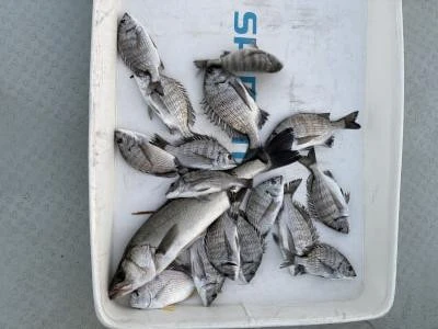 金丸渡船の2025年11月20日(木)4枚目の写真