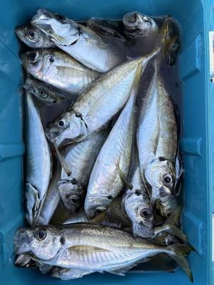 金丸渡船の2025年11月20日(木)5枚目の写真