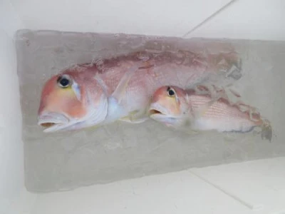 鈴木釣具店の2025年11月5日(水)2枚目の写真