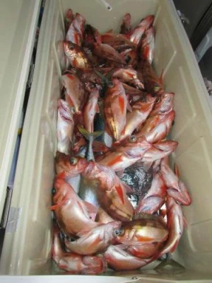 鈴木釣具店の2025年11月5日(水)3枚目の写真