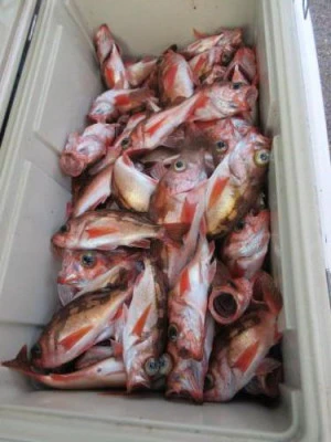 鈴木釣具店の2025年11月5日(水)4枚目の写真