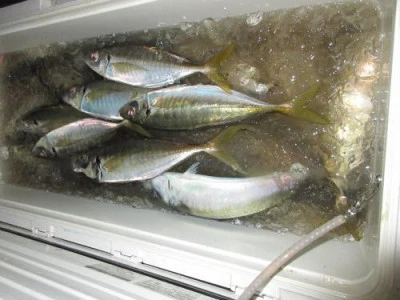 鈴木釣具店の2025年11月4日(火)1枚目の写真