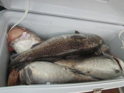 鈴木釣具店の2025年10月31日(金)3枚目の写真