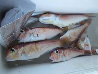 鈴木釣具店の2025年10月30日(木)2枚目の写真