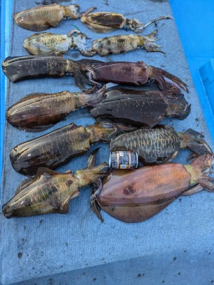 日正丸の2025年11月21日(金)2枚目の写真