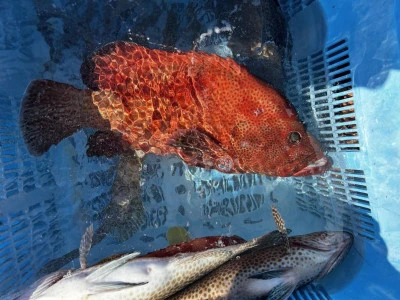 愛晃丸フィッシングの2025年11月21日(金)2枚目の写真