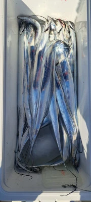 釣り船くわだの2025年11月16日(日)2枚目の写真