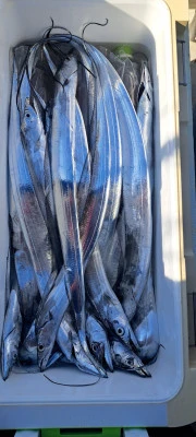 釣り船くわだの2025年11月16日(日)5枚目の写真