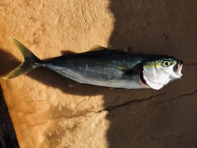 誠丸の2025年11月23日(日)1枚目の写真